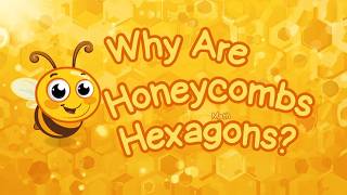 Why Are Honeycombs Hexagons 🐝