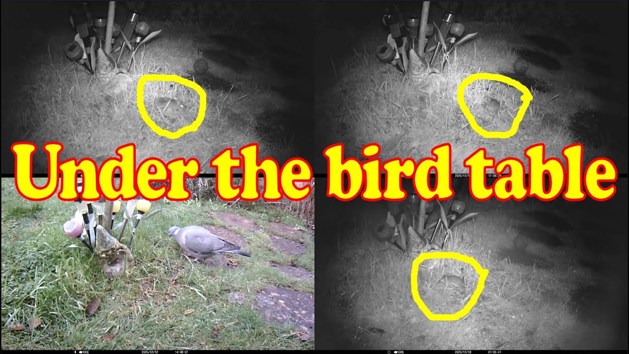 Under the Bird Table 20251208 to 20251218