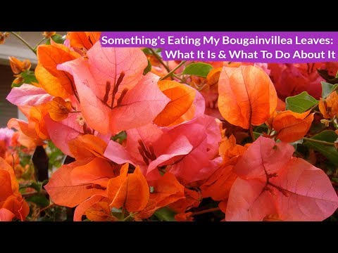 Something&rsquo;s Eating My Bougainvillea: What It Is & What To Do About It / Joy Us Garden