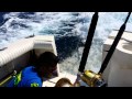 "Pancho" the Sea Lion in Cabo San Lucas Chases Boat and Comes Aboards for a Fish!