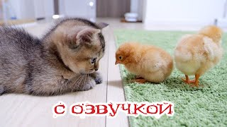 Приколы с котами! Самые смешные животные С ОЗВУЧКОЙ! Тест на психику!