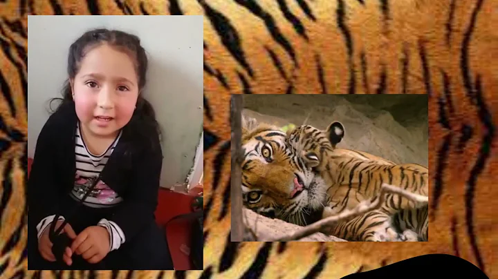 Los Tigres explicado por Emilia Mora(Kinder)