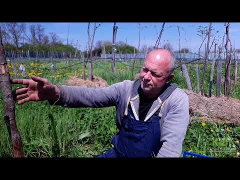 Видео: Виды растений киви для зоны 7 - Советы по выращиванию киви в саду зоны 7