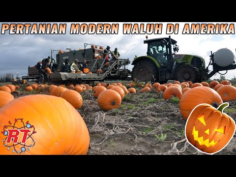 Video: 10 Varietas Labu yang Menarik: Labu Halloween yang Tidak Biasa