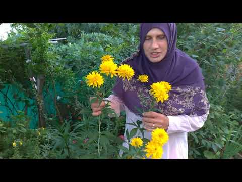Video: Rudbeckia - Bir çiçek Tarhında Güneş
