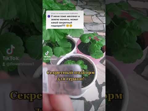 Video: Brokar bargli geranium o'simliklari - Brokar geranium etishtirish bo'yicha maslahatlar