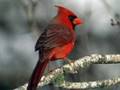 EL CANTAR DE LOS PAJAROS