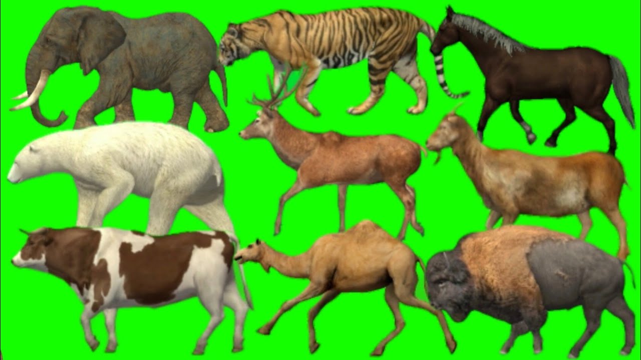Stampede Green Screen | Animals Green Screen।। Stampede Animals Green Screen। Zoo Animals Video