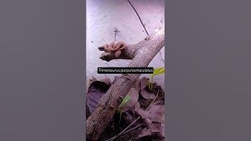 Live Feeding Venomous Snakes #4 #viper #snake #pitviper #reptiles #blue #mangrovepitviper  #animals