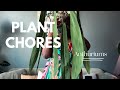 Repot these Anthuriums with me || Some tips &amp; tricks I use