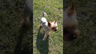 Dog Walks Around With Lizard on his Back Without Noticing it