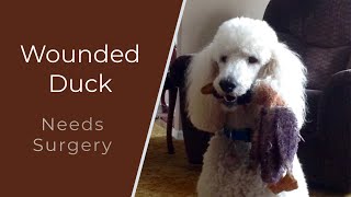 Wounded Duck Needs Surgery | Standard Poodle Owner by Standard Poodle Owner 492 views 4 years ago 1 minute, 55 seconds
