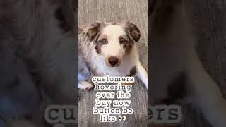 POV: Customers Hovering Over the Buy Now Button 🐾 Meet Maple! #puppymom #australianshepherd