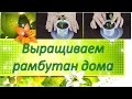 Выращиваем рамбутан дома / цветок жених / кактусы