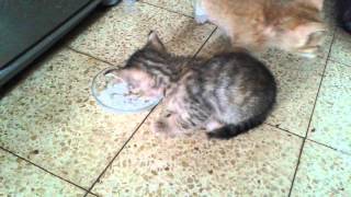 Котёнок ест творог Котёнок ест творог
