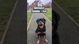 Rottweiler Threshold Training | Impulse Control Before Play #RottweilerTraining