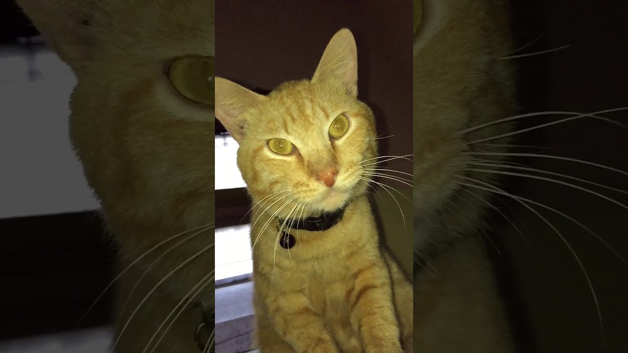 Kucing oren terlucu didunia. 