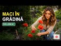 Sfaturi pentru ingrijirea macilor #flori #floridecasa #totuldespreflori