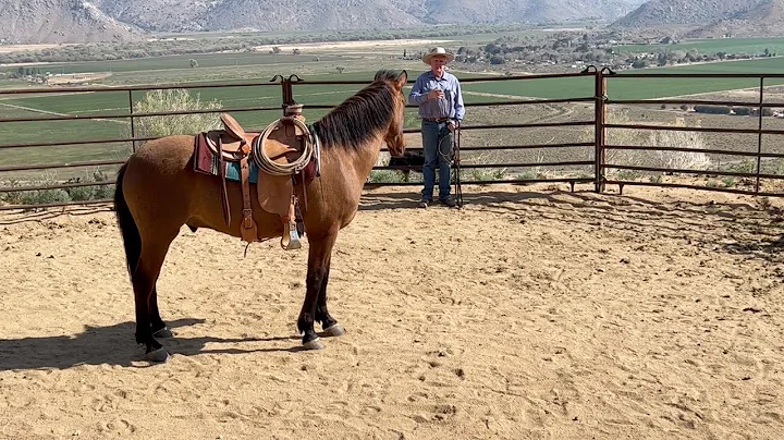 Building Confidence in the Horse and Rider