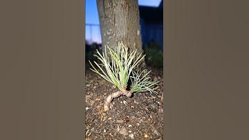 Best hack for getting a fat trunk💚 #bonsai #hack #tip #diy #howto #dig #bury #ground #fyp #fy