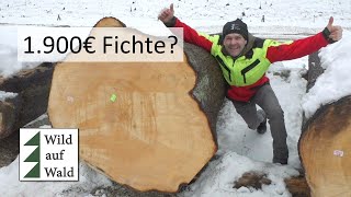 🌲€ SÜNDHAFT teures Holz €: Stämme von Fichte, Tanne, Kiefer und Lärche #wildaufwald