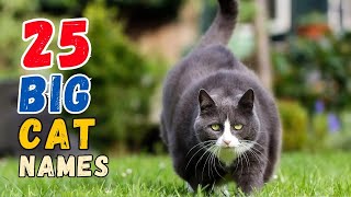 Strong Boy Cat Names 25? TOP ?? INSPIRING ? BEST Ideas | Names