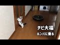 チビ大福がルンバに乗る瞬間もかわいい