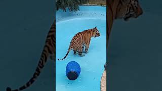 Tigers Do This In The Pool !