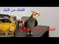 اظحك 😂😂 حركات مظحكة لببغاء الكالوبسيت او الكوكتيل calopsitte chante