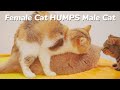 Mom cat HUMPS Son cat. I know that's Awkward but so Funny🤣