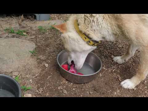 マグロとスイカを食べる犬  