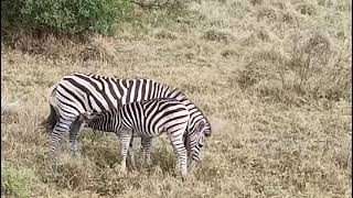 ZEBRA FAMILY in KRUGER NATIONAL PARK SOUTH AFRICA