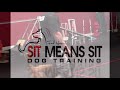 'Live' demonstration with distraction with Sit Means Sit Dog Training