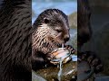 These Animals Hold Hands While Sleeping!#Otter #Wildlife #Nature#WildlifeFacts #RiverOtter #Shorts