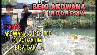 Super Red Aroana Breeding In Bogor