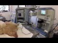 Tour of southpaws specialist veterinary surgery and hospital