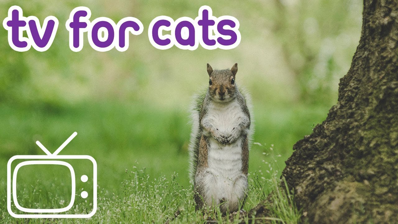 videos for cats birds and squirrels Tv for Cats! Rodants to Entertain Cats!