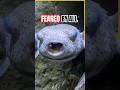 Everyone's Afraid of This Fish Even Humans!