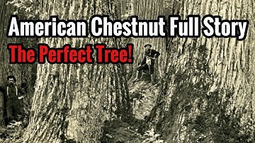 American Chestnut Full Story