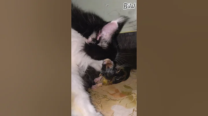 Video 11890991: mainecoon cat kitten pets, mainecoon cat pet animal, mainecoon baby cats kittens, mainecoon calico, born cat kitten