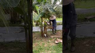 Rawat Dan Elak Pokok Pisang Dijangkiti Penyakit berkebun shorts hobitanaman
