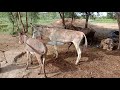 Horse mating with donkey with big penis huge horse big penis