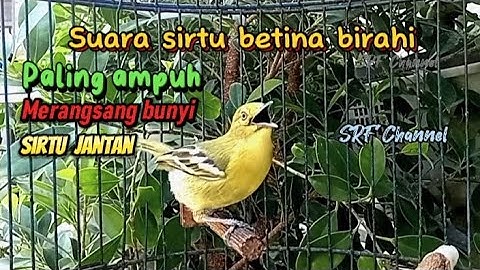 Suara sirtu betina birahi100%ampuh merangsang bunyi sirtu jantan#sirtugacor@srfchannel3881