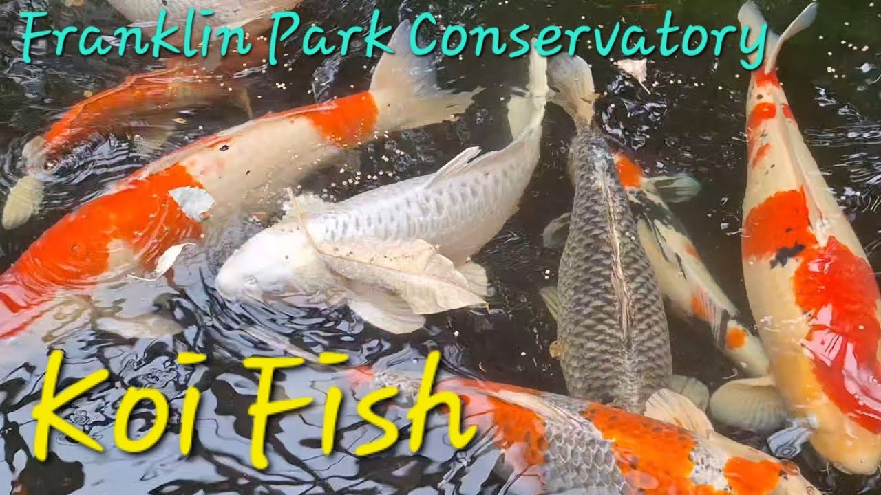 Japanese Koi Fish at Franklin Park Conservatory 