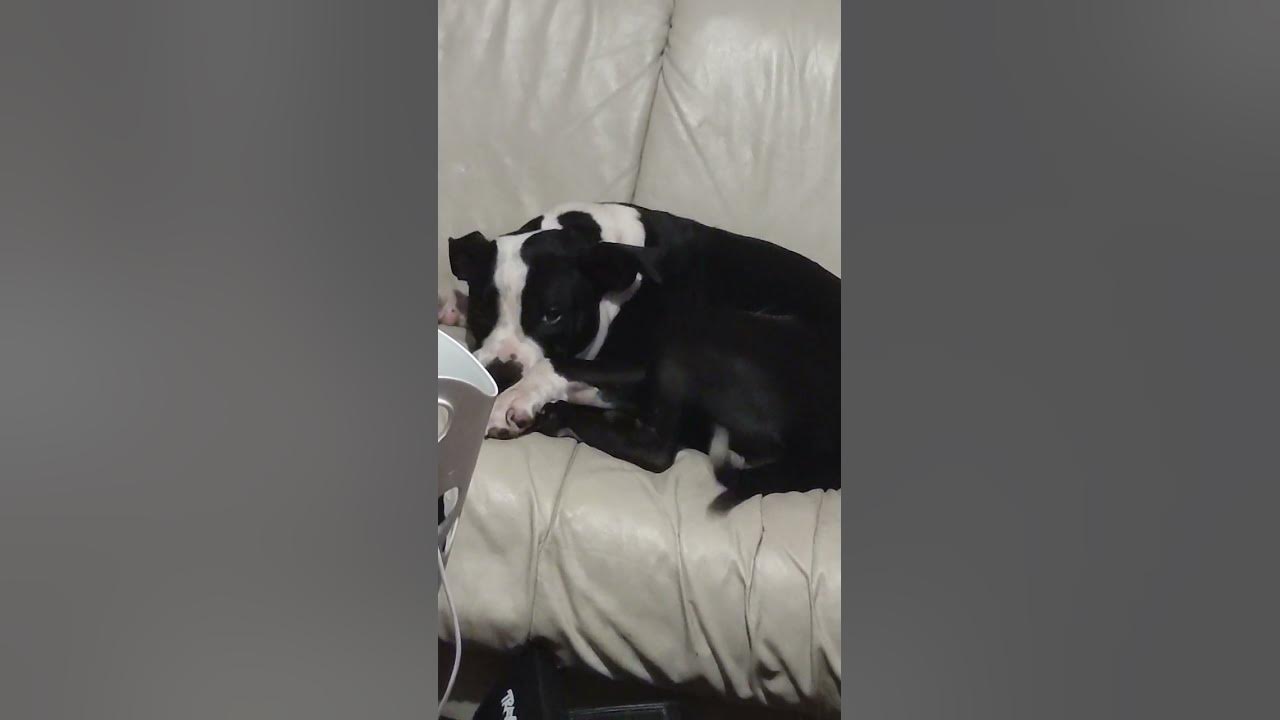 tail-at-4-o-clock-in-the-morning-youtube