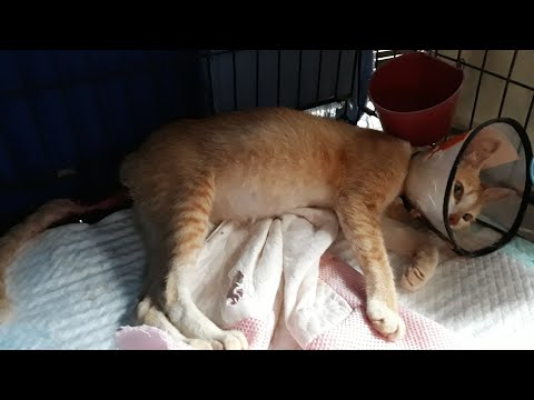 Video: Cara Memberi Makan Anak Kucing: 14 Langkah (dengan Gambar)