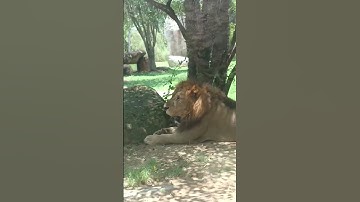 wow macan #balizoo