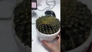 Is this water drinkable?