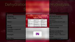 Macromolecules Explained: From Monomers to Polymers