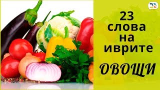 23 слова на иврите ٭ ГРИБЫ, ЛУК, ОВОЩИ на иврите ٭ Изучение иврита 23 слова на иврите ٭ ГРИБЫ, ЛУК, ОВОЩИ на иврите ٭ Изучение иврита